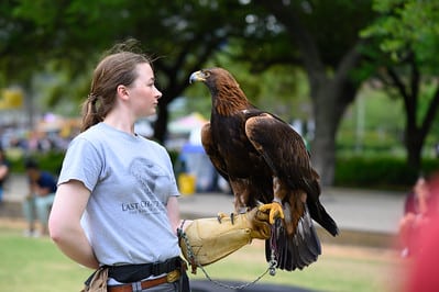 Birds of Prey at Take Me Outdoors at Discovery Green.