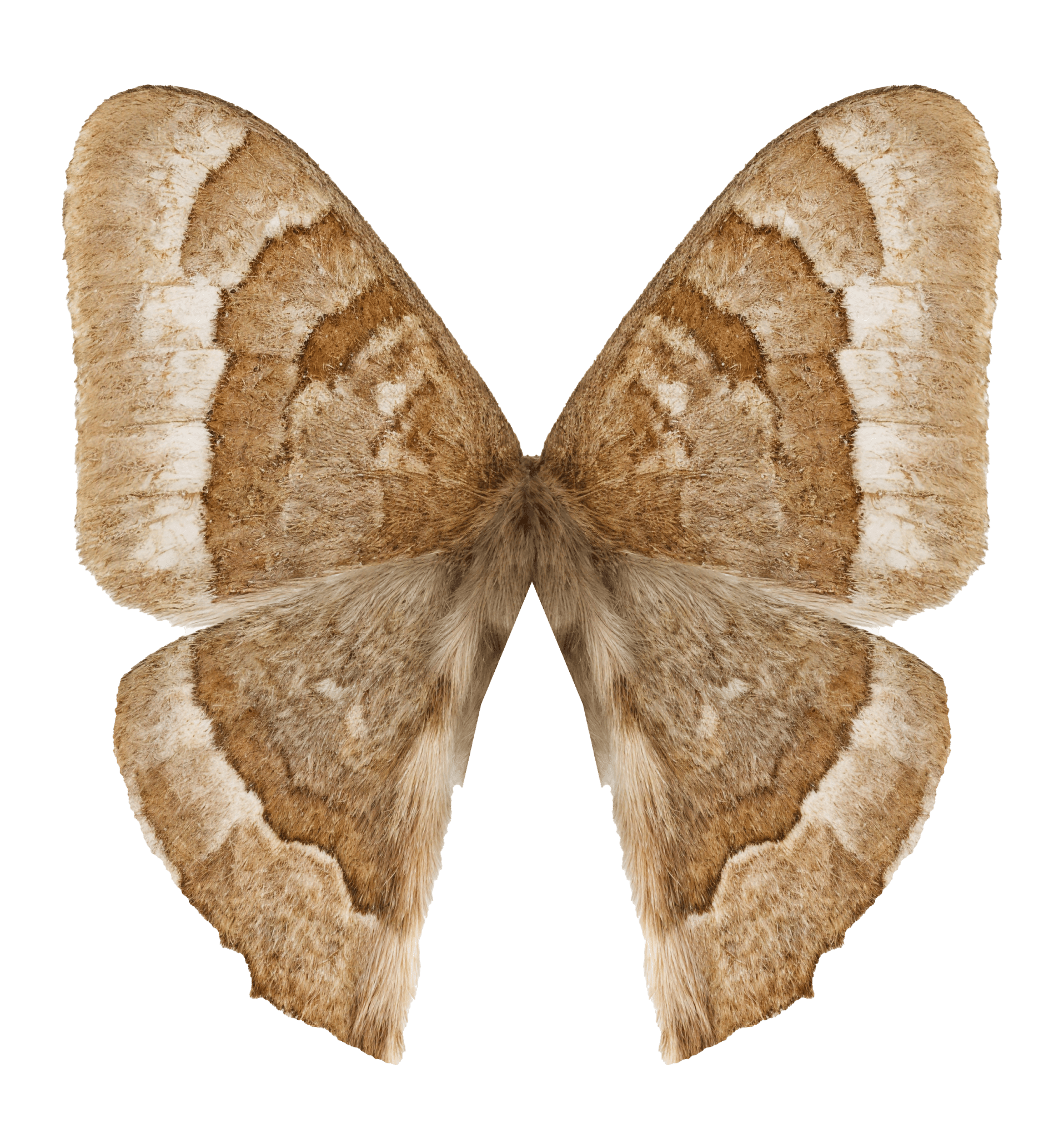 Barrens Metarranthis Moth