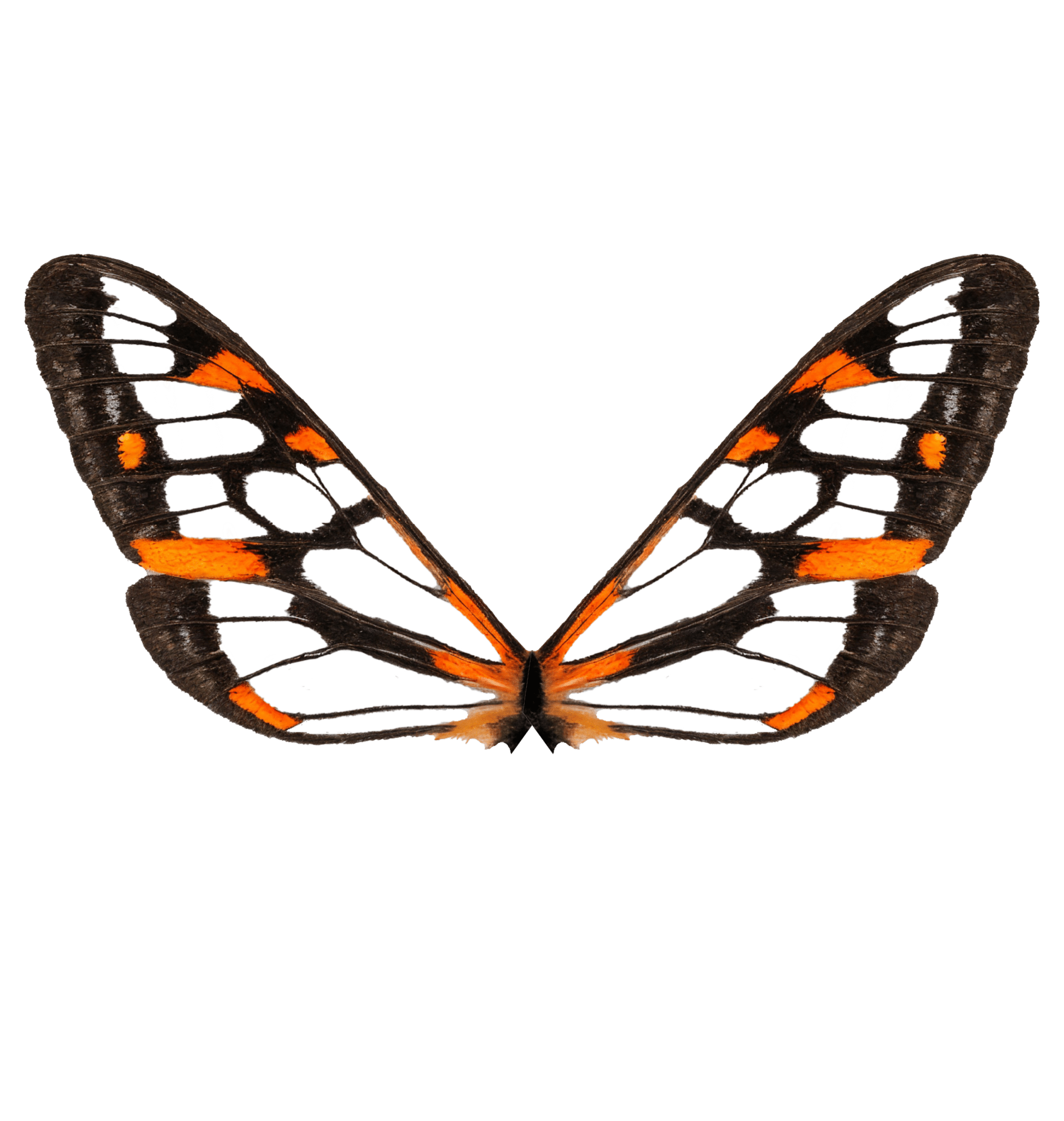 Double-tufted Wasp Moth