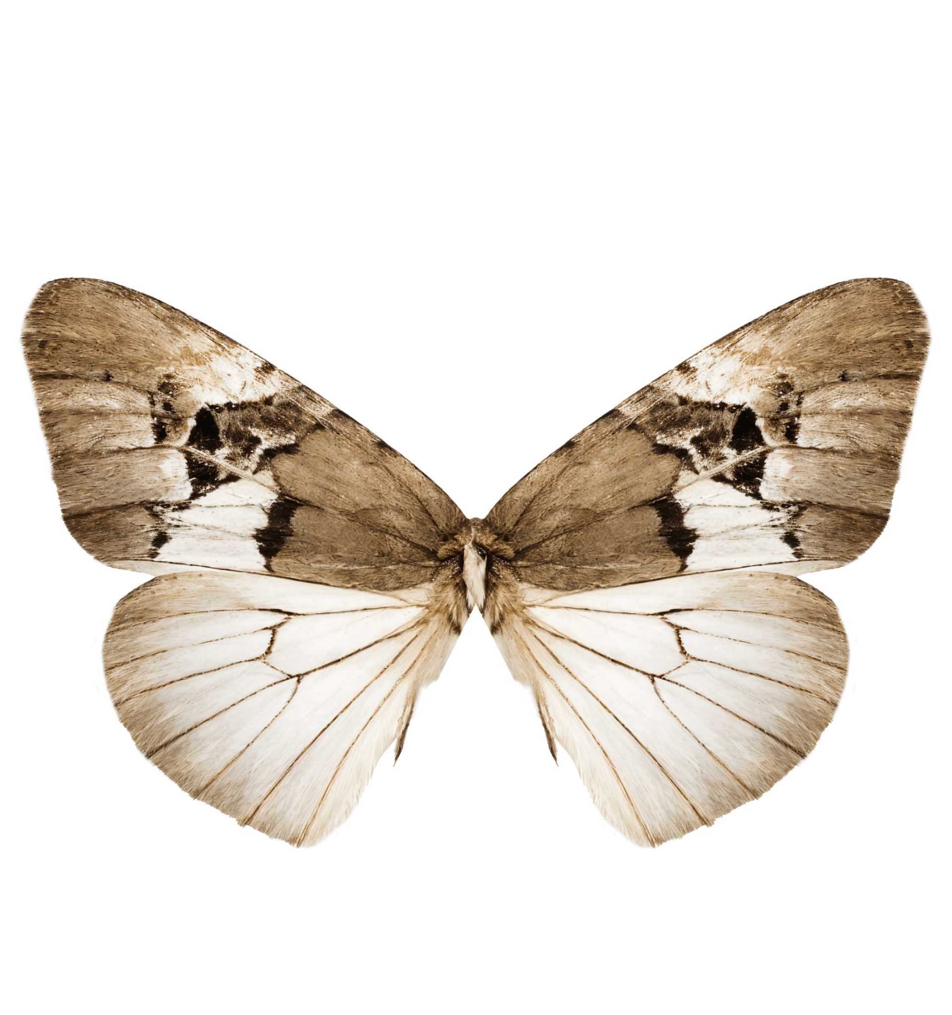 Half-banded Bryolymnia Moth