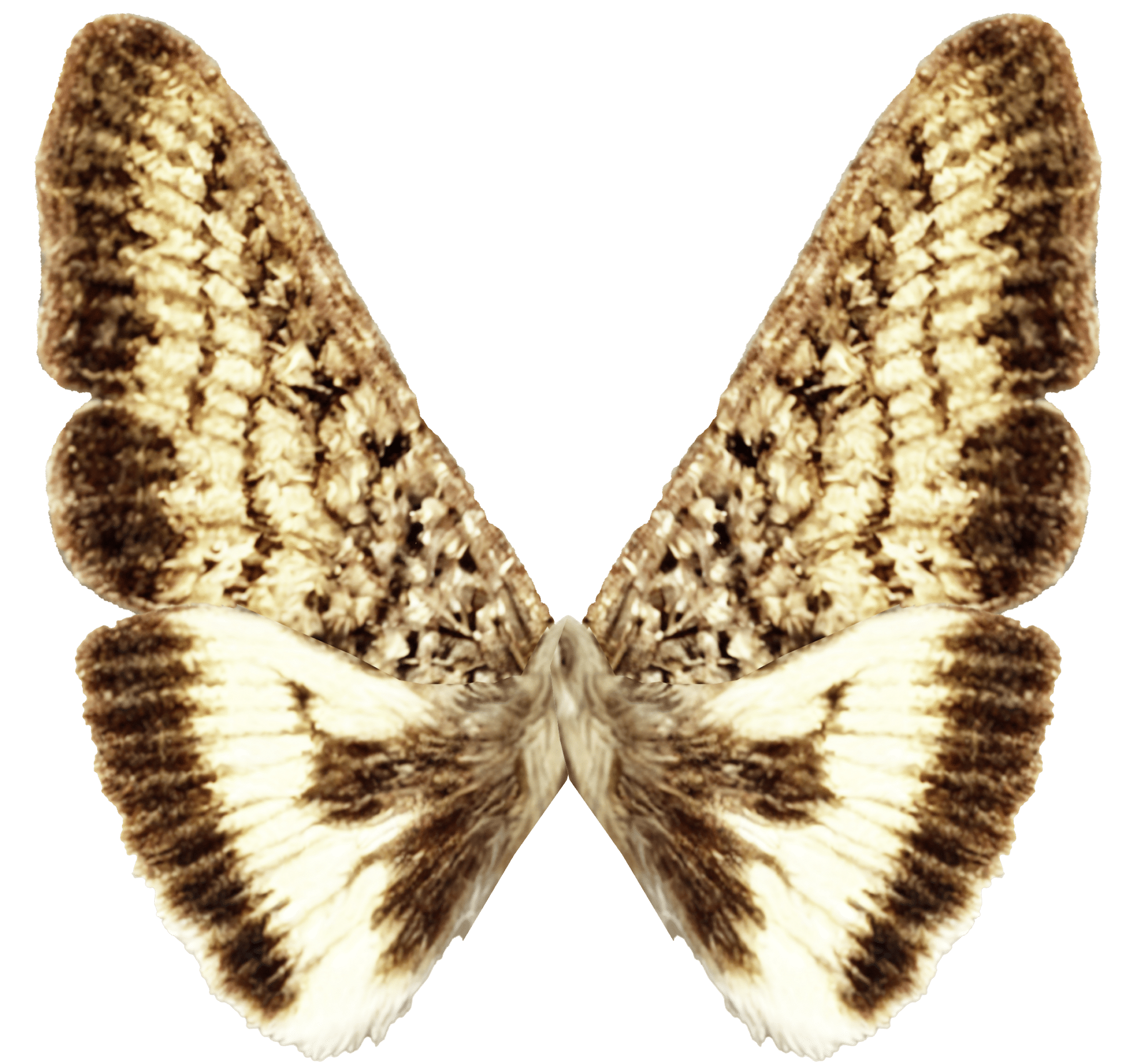 Kern Primrose Sphinx Moth