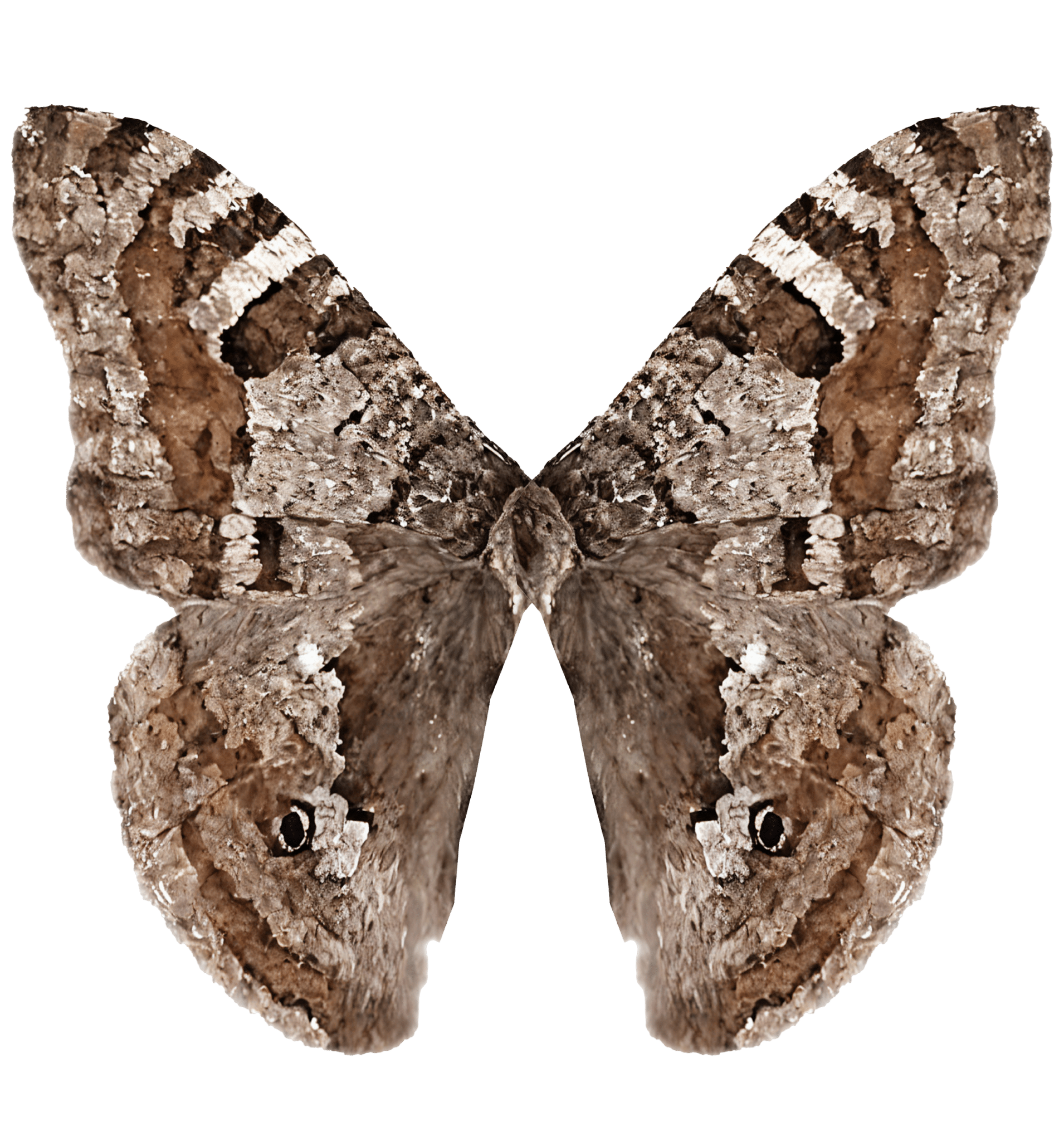 Okefenokee Zale Moth