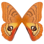 Patagonia Eyed Silkmoth