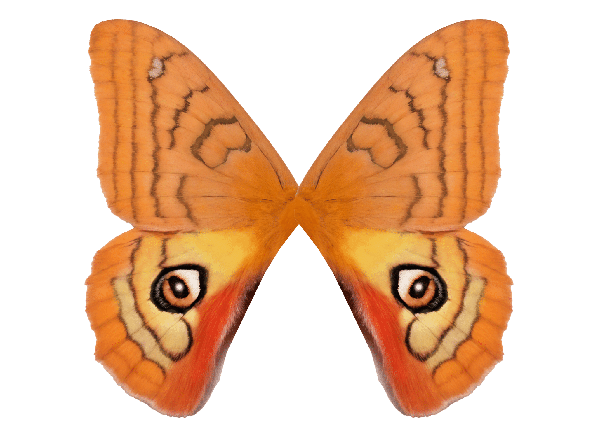 Patagonia Eyed Silkmoth