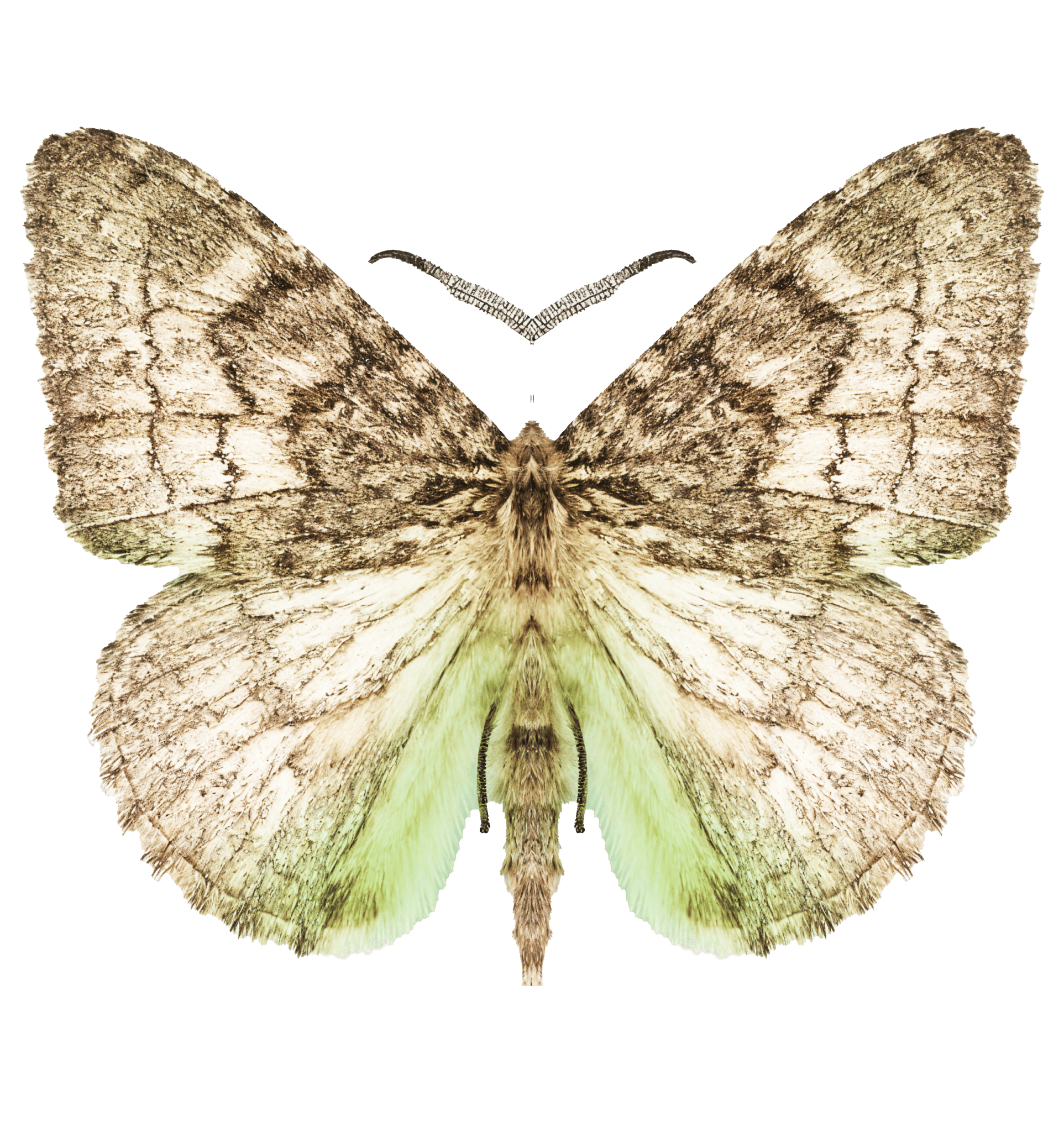 Prominent Moth